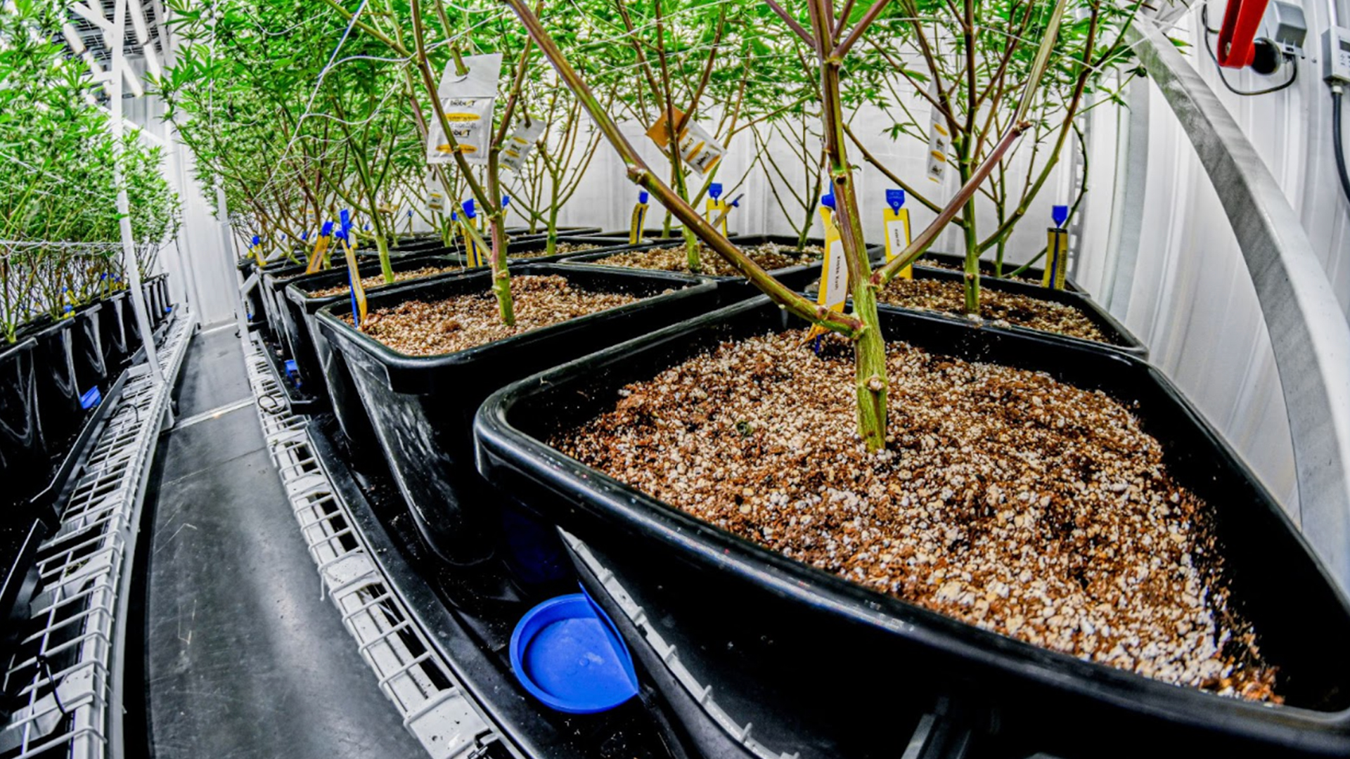 Shipping Best Practices for Cannabis Clones: How to Ensure Safe and Secure Transit